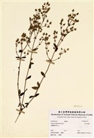 藏品(巒大當藥)的圖片